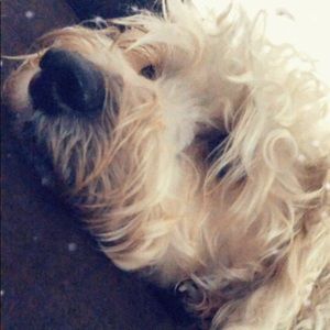 Meet your Posher, Talika